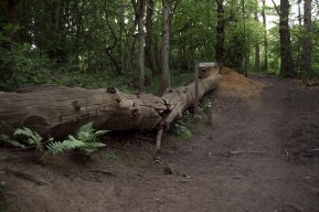 Shorne country park - Fallen tree and trail sign compressed