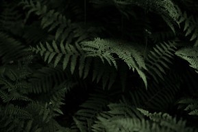 Shorne country park - Ferns compressed