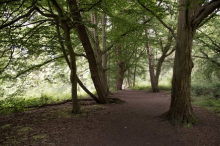 Shorne country park - Woods compressed